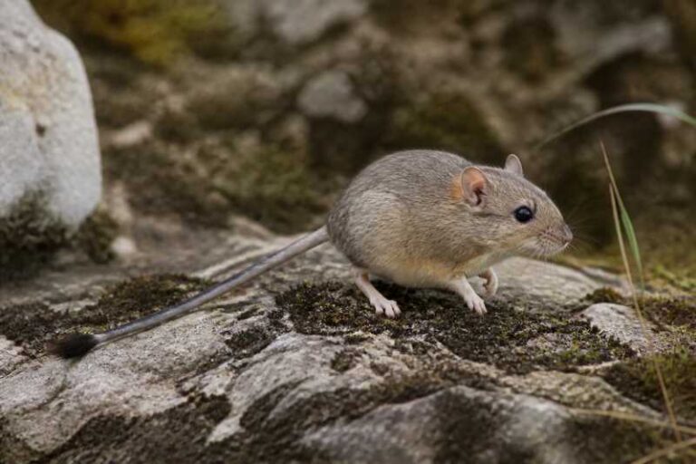 Image of a Sichuan Jumping Mouse in its natural habitat