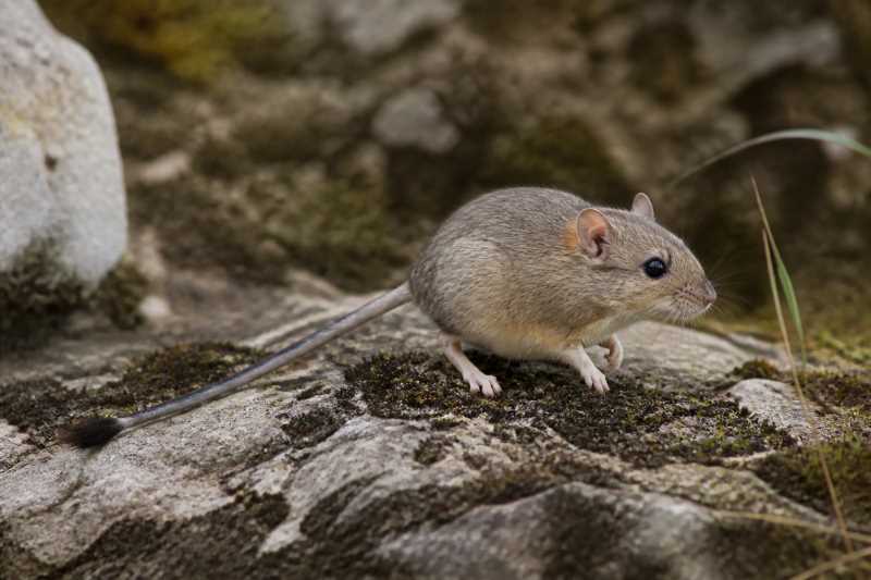 Image of a Sichuan Jumping Mouse in its natural habitat