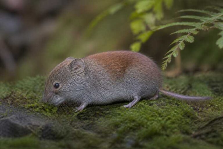 Image of a Sichuan Red-backed Vole in its natural habitat
