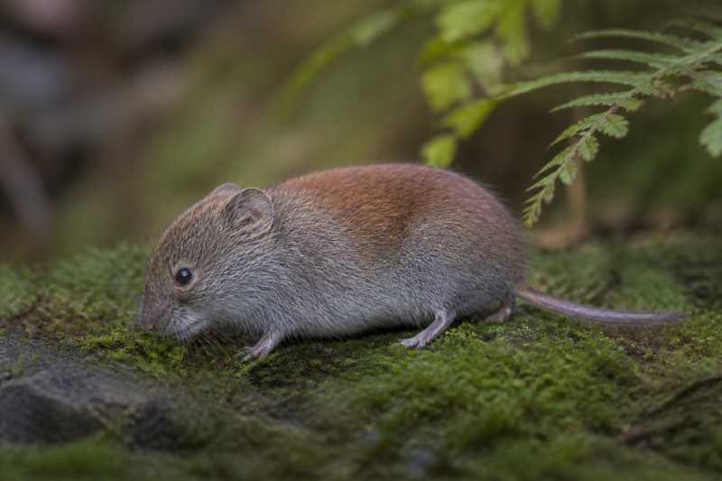 Image of a Sichuan Red-backed Vole in its natural habitat
