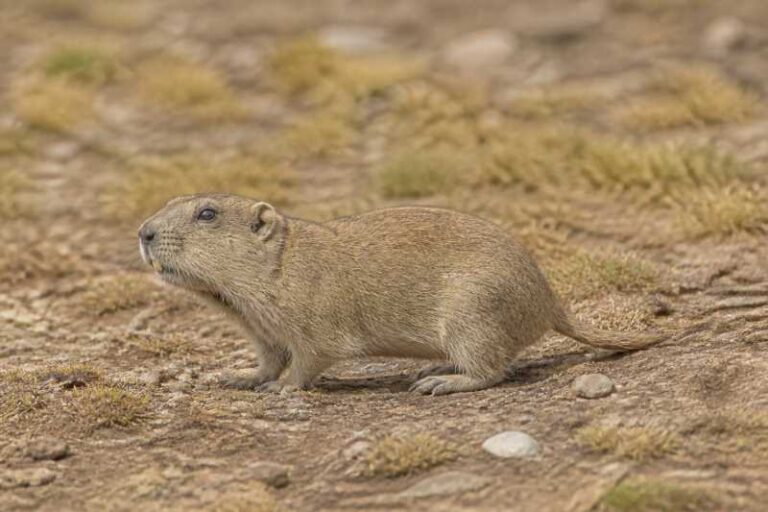 Image of a Sierra Tontal Tuco-tuco in its natural habitat