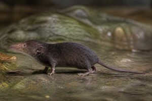 Image of a Sikkim Water Shrew in its natural habitat