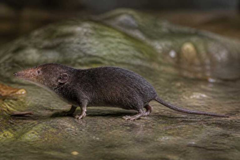 Image of a Sikkim Water Shrew in its natural habitat