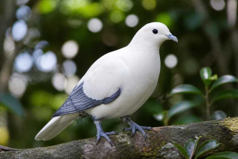 Image of a Silver-tipped Imperial Pigeon in its natural habitat