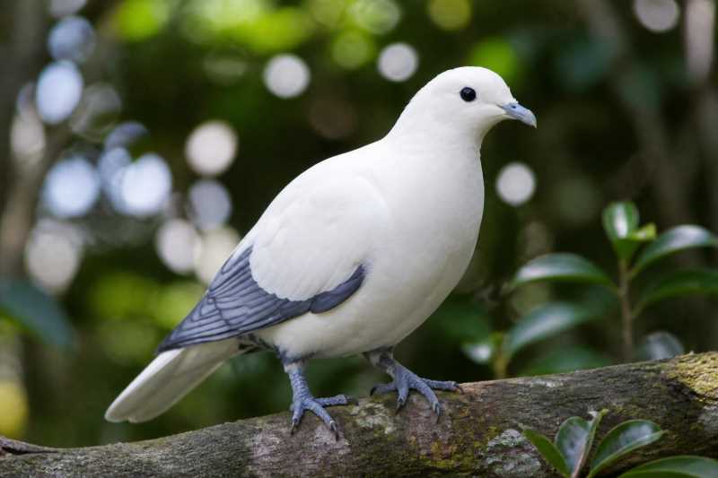 Image of a Silver-tipped Imperial Pigeon in its natural habitat
