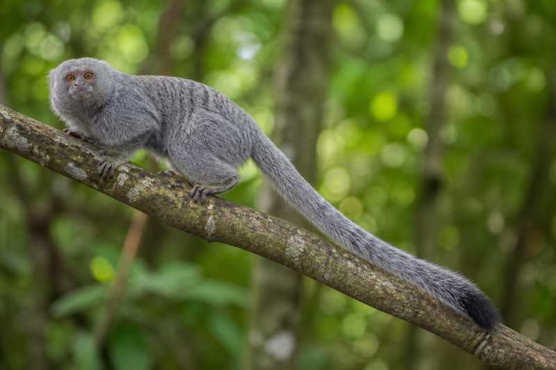 Image of a Silvery Marmoset in its natural habitat