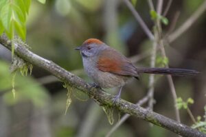 Image of a Silvery-throated Spinetail in its natural habitat