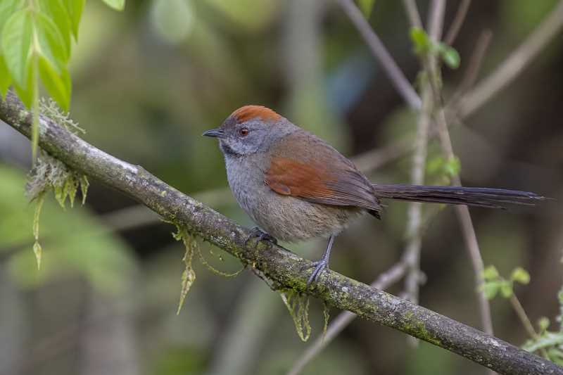 Image of a Silvery-throated Spinetail in its natural habitat