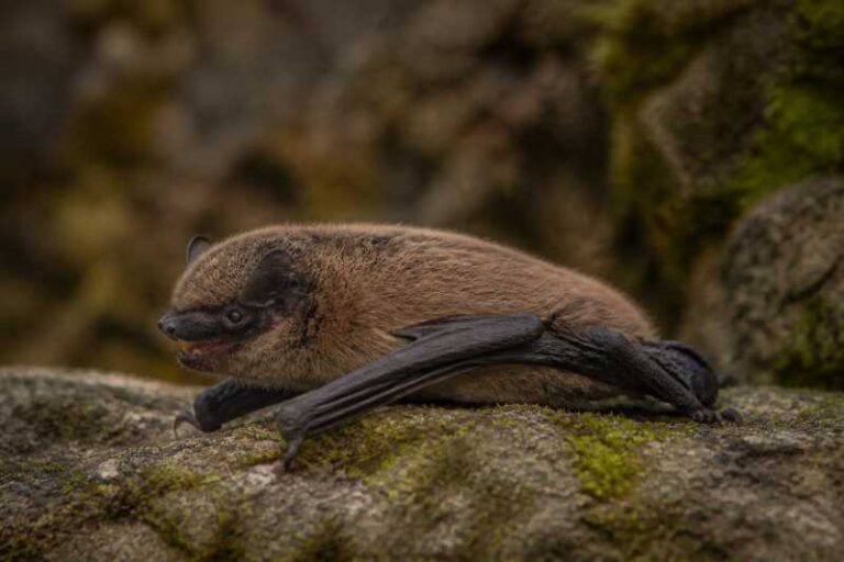 Image of a Simandou Pipistrelle in its natural habitat