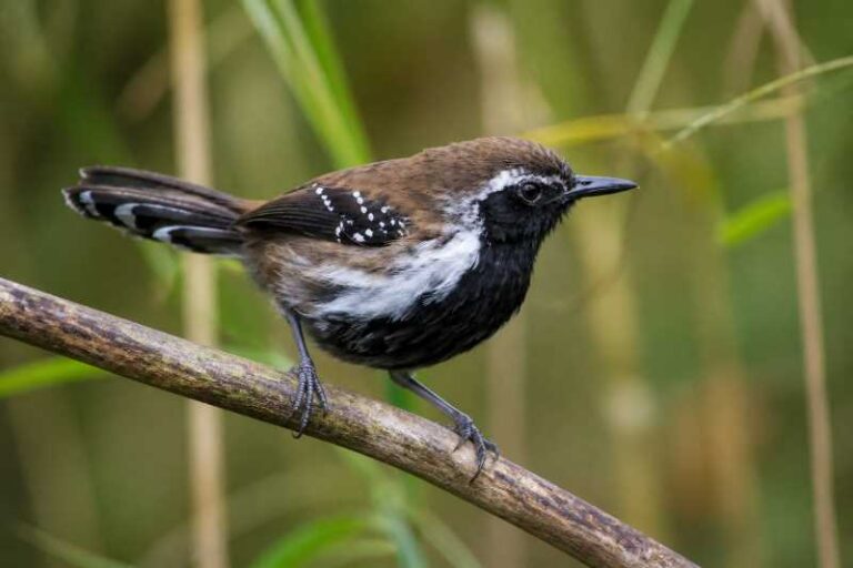 Image of a Sincora Antwren in its natural habitat