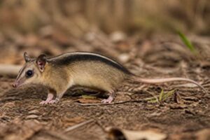 Image of a Single-striped Opossum in its natural habitat