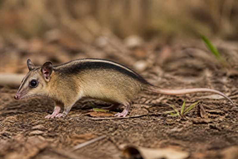Image of a Single-striped Opossum in its natural habitat