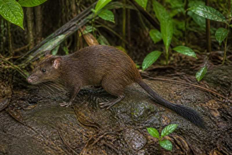 Image of a Sinnamary Brush-tailed Rat in its natural habitat