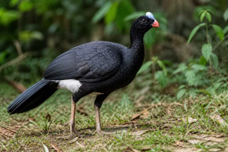 Image of a Sira Curassow in its natural habitat