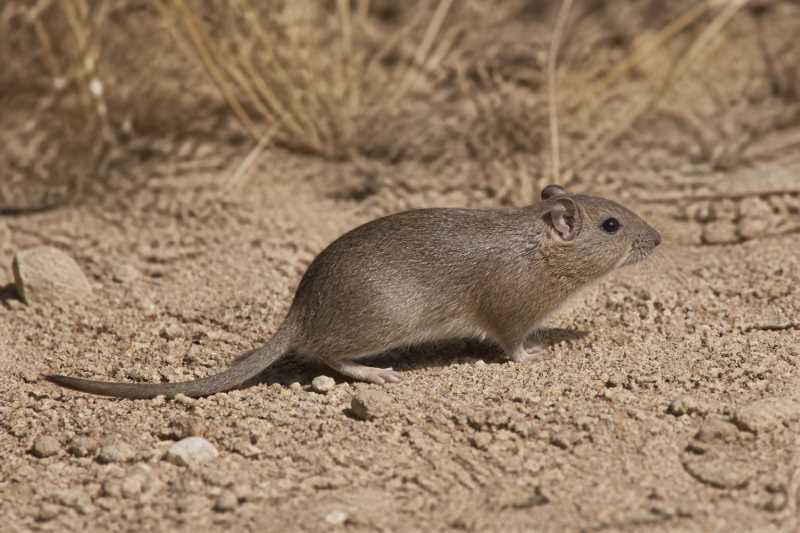 Image of a Sleek-furred Ground Rat in its natural habitat