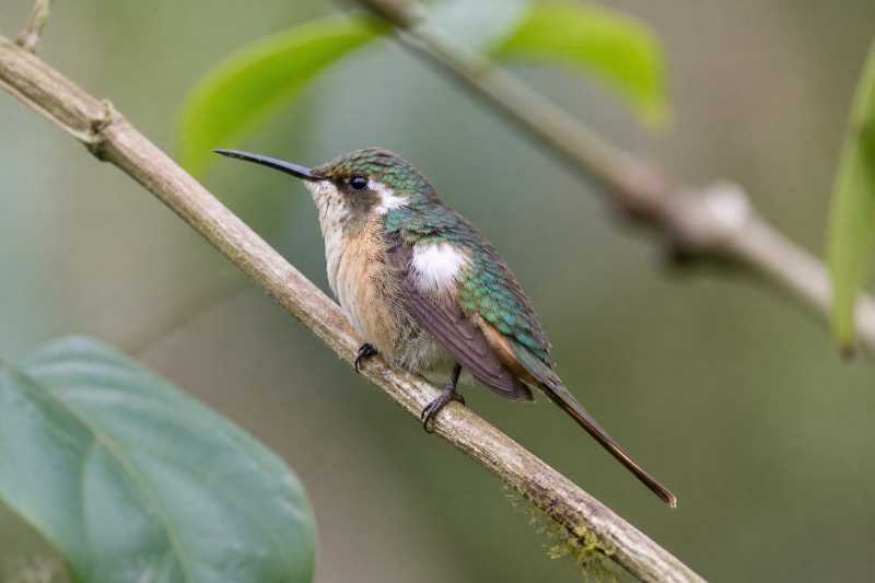 Image of a Slender-tailed Woodstar in its natural habitat