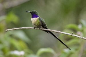Image of a Slender Sheartail in its natural habitat