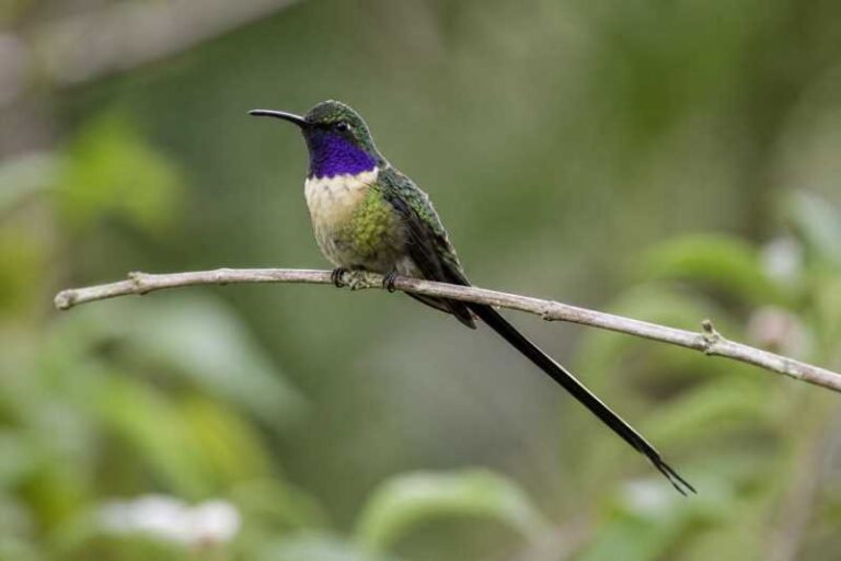 Image of a Slender Sheartail in its natural habitat