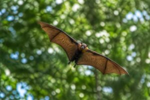 Image of a Small Samoan Flying Fox in its natural habitat
