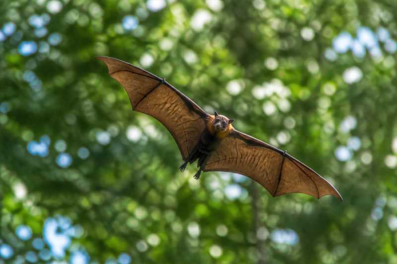 Image of a Small Samoan Flying Fox in its natural habitat