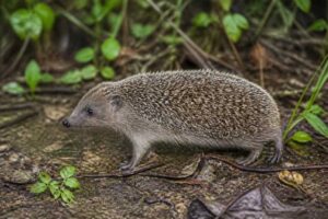 Image of a Small-toothed Forest Hedgehog in its natural habitat