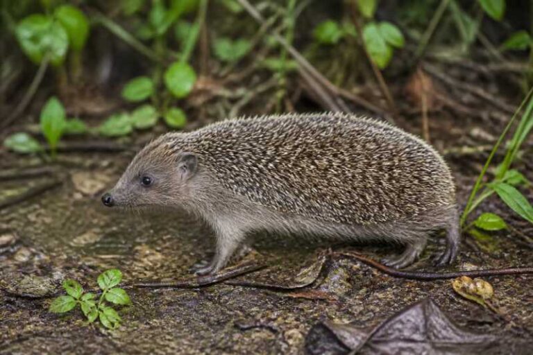 Image of a Small-toothed Forest Hedgehog in its natural habitat