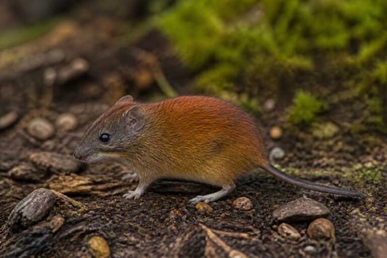 Image of a Smith's Red-backed Vole in its natural habitat