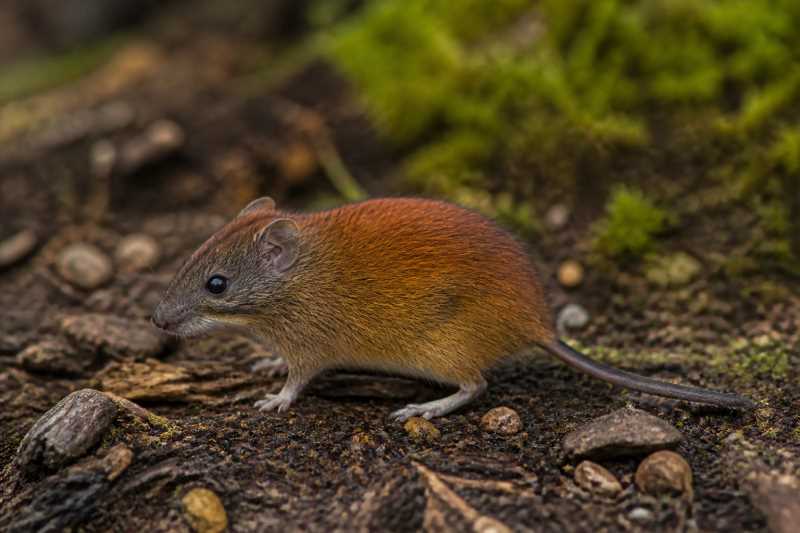 Image of a Smith's Red-backed Vole in its natural habitat