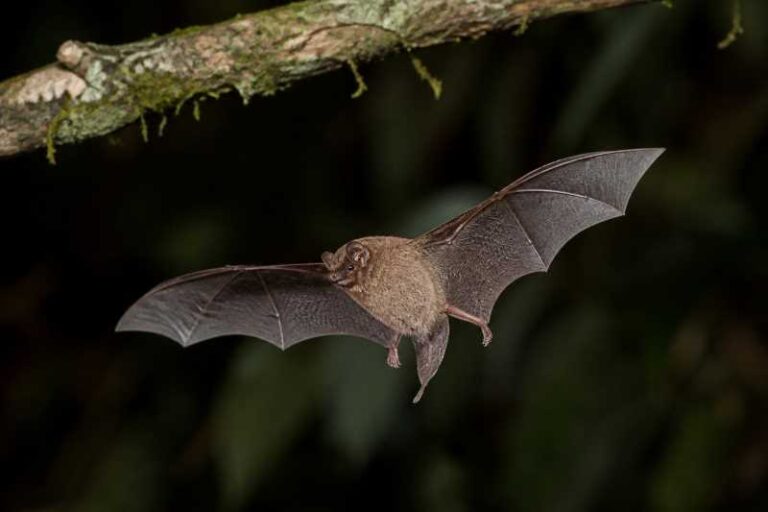 Image of a Smith's Woolly Bat in its natural habitat
