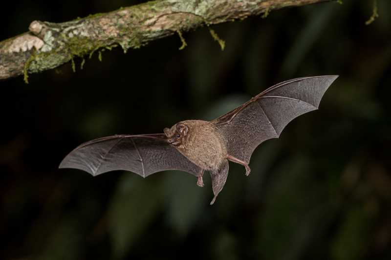 Image of a Smith's Woolly Bat in its natural habitat