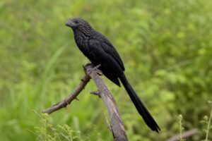 Image of a Smooth-billed Ani in its natural habitat