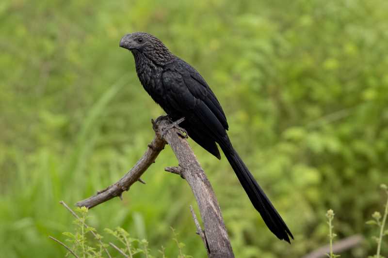 Image of a Smooth-billed Ani in its natural habitat