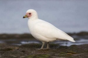 Image of a Snowy Sheathbill in its natural habitat