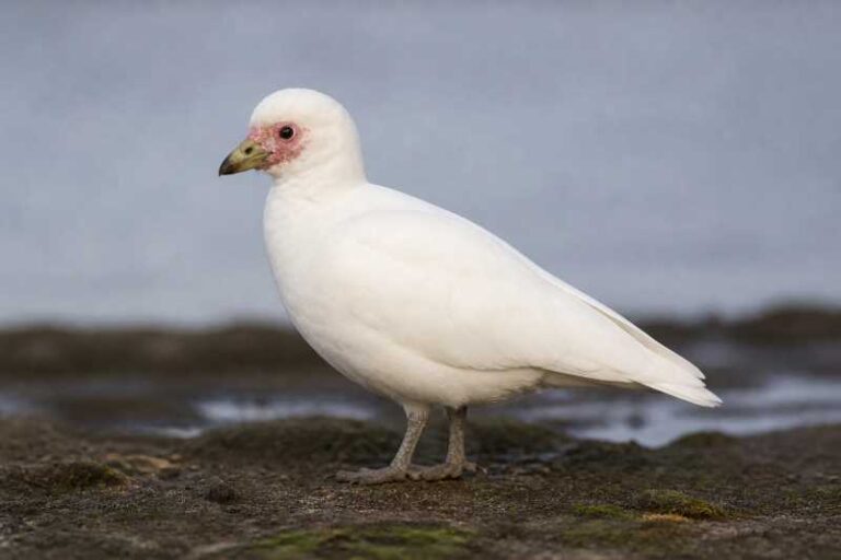 Image of a Snowy Sheathbill in its natural habitat