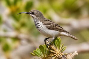 Image of a Socotra Sunbird in its natural habitat