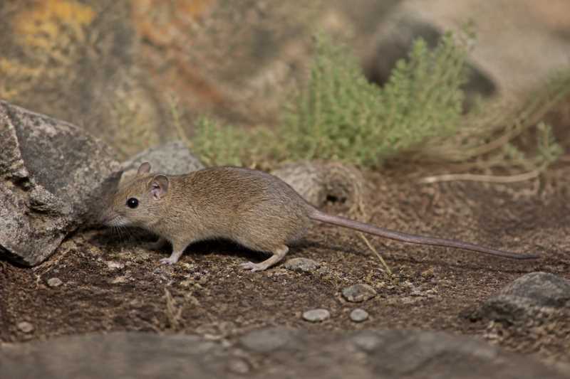 Image of a Sokolov's Ethiopian Rat in its natural habitat