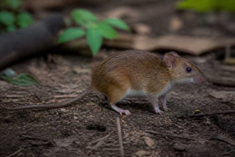 Image of a Sommer's Sulawesi Rat in its natural habitat