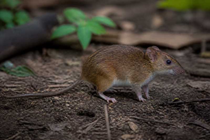 Image of a Sommer's Sulawesi Rat in its natural habitat