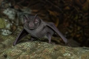 Image of a Sooty Roundleaf Bat in its natural habitat