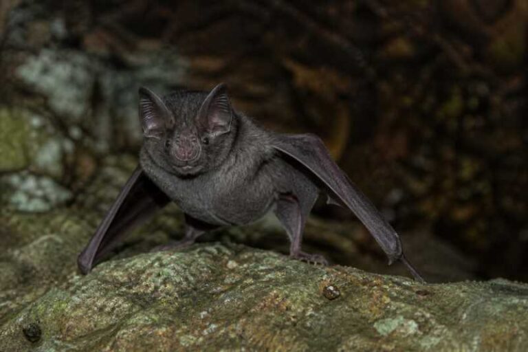 Image of a Sooty Roundleaf Bat in its natural habitat