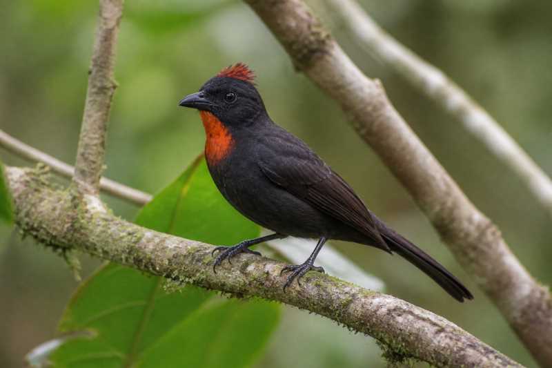 Image of a Sooty Ant Tanager in its natural habitat