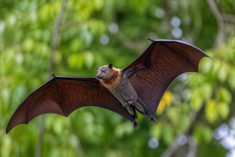 Image of a South Moluccan Flying Fox in its natural habitat