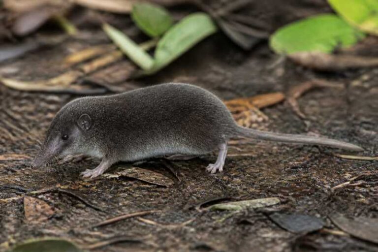 Image of a Southeast Asian White-toothed Shrew in its natural habitat