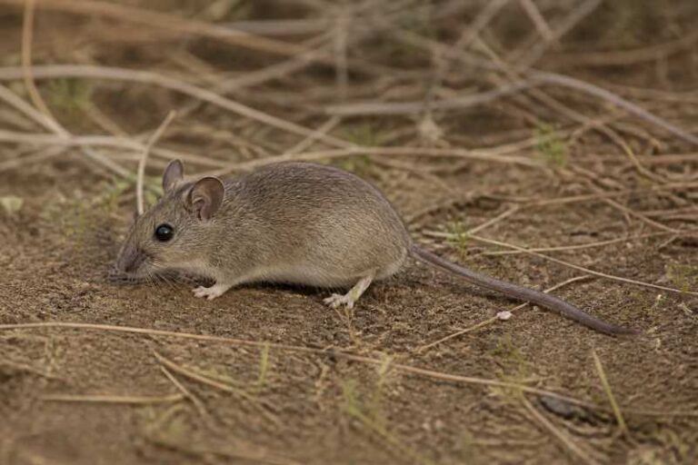Image of a Southern African Multimammate Mouse in its natural habitat