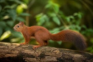 Image of a Southern Amazon Red Squirrel in its natural habitat