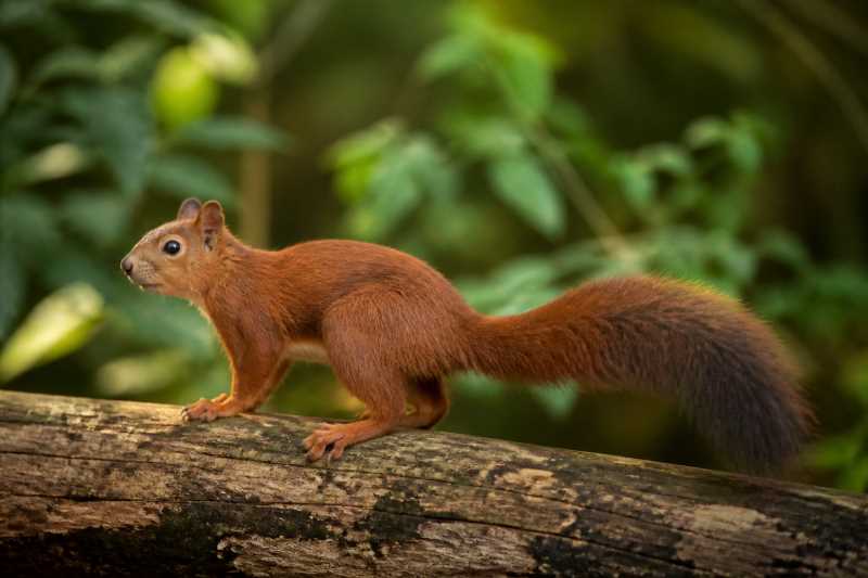 Image of a Southern Amazon Red Squirrel in its natural habitat