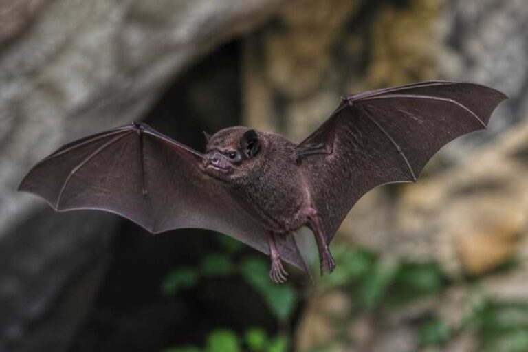 Image of a Southern Black Mastiff Bat in its natural habitat
