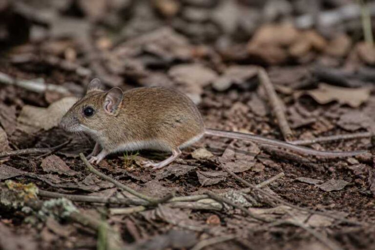 Image of a Southern Deermouse in its natural habitat