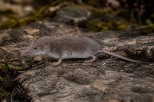 Image of a Southern Elongated White-toothed Shrew in its natural habitat