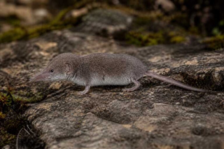 Image of a Southern Elongated White-toothed Shrew in its natural habitat